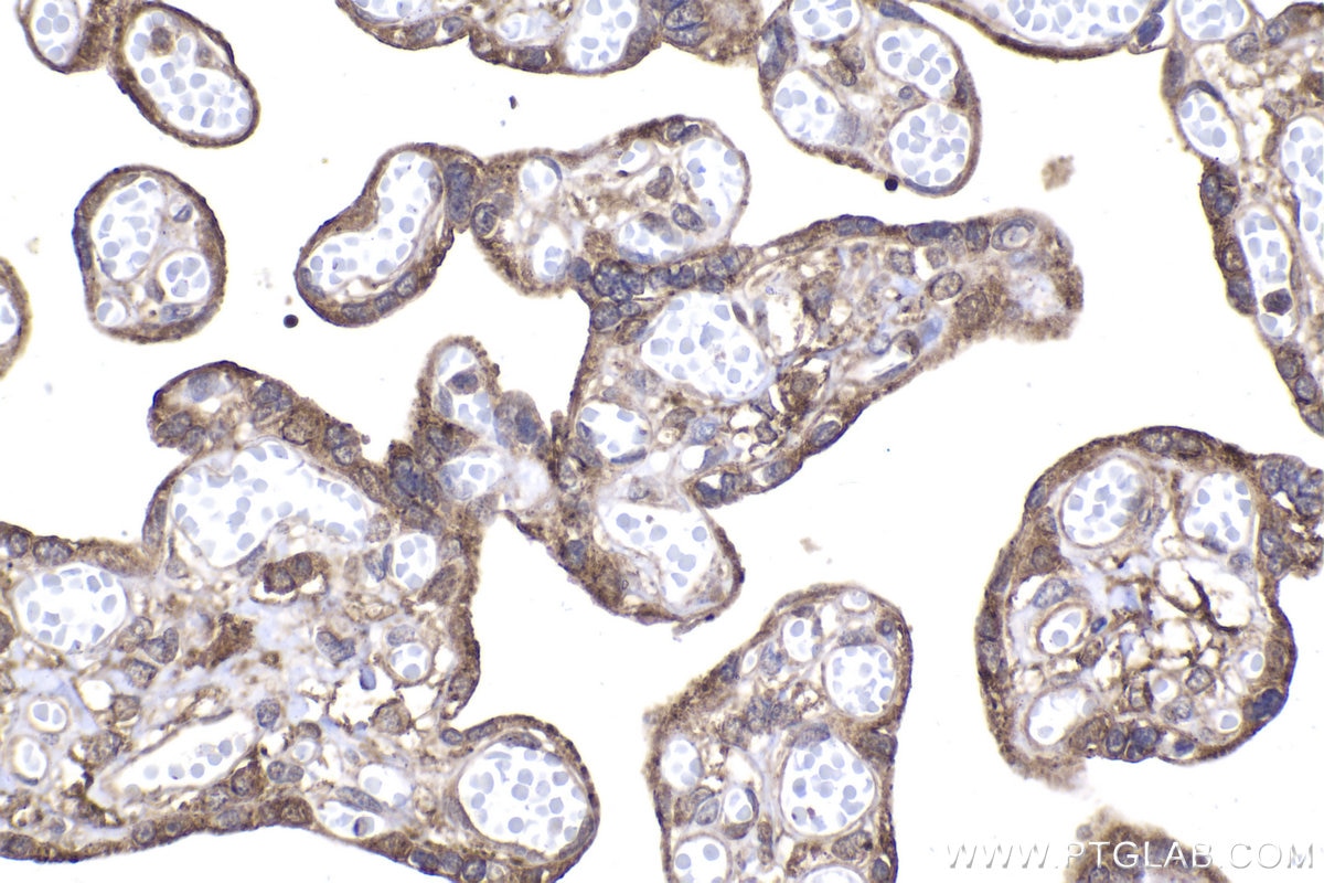 Immunohistochemical analysis of paraffin-embedded human placenta tissue slide using KHC2056 (COPE IHC Kit).