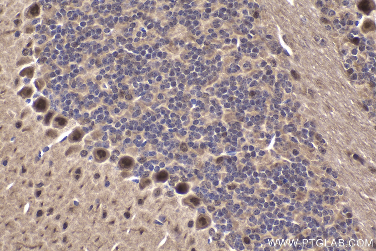 Immunohistochemical analysis of paraffin-embedded mouse cerebellum tissue slide using KHC2006 (COPS3 IHC Kit).