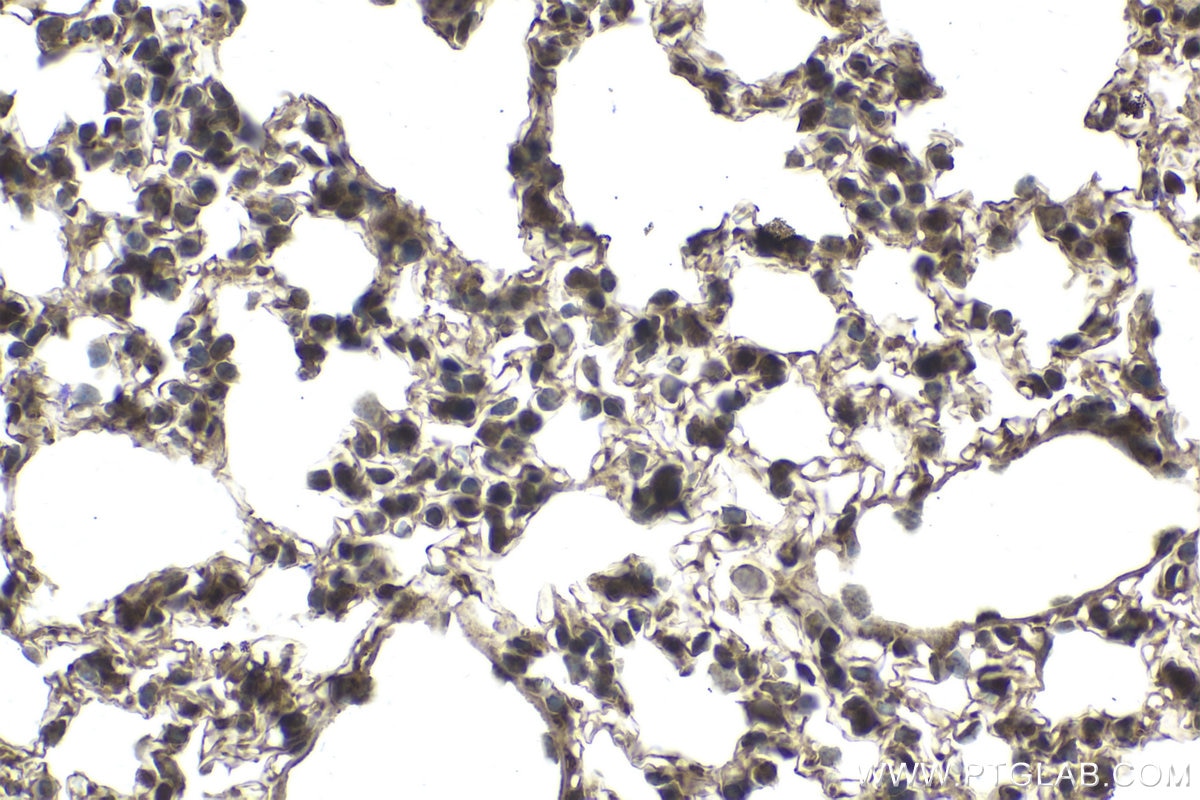 Immunohistochemical analysis of paraffin-embedded mouse lung tissue slide using KHC2006 (COPS3 IHC Kit).