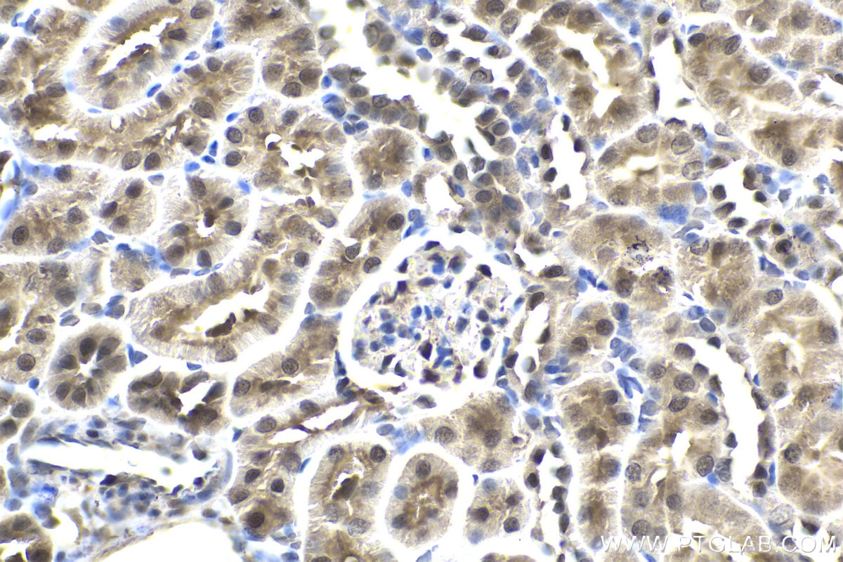 Immunohistochemical analysis of paraffin-embedded rat kidney tissue slide using KHC2006 (COPS3 IHC Kit).