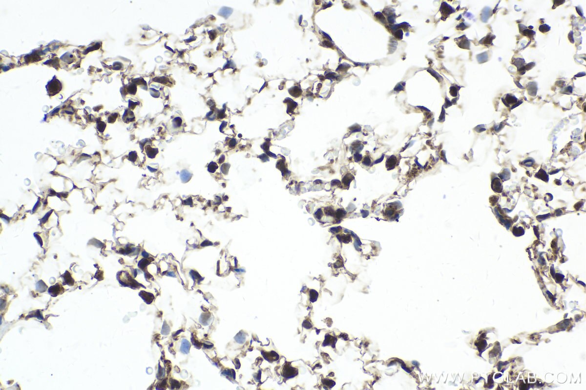 Immunohistochemical analysis of paraffin-embedded rat lung tissue slide using KHC2006 (COPS3 IHC Kit).