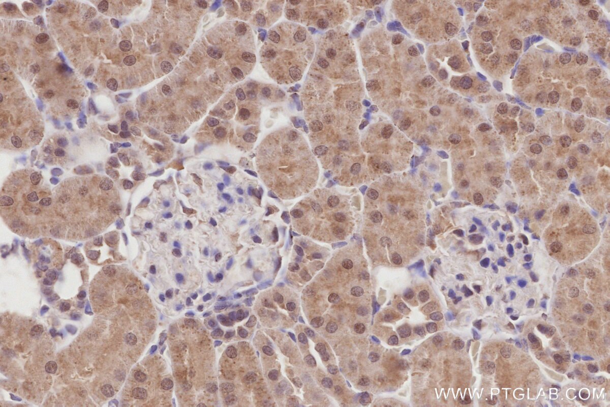 Immunohistochemical analysis of paraffin-embedded rat kidney tissue slide using KHC2864 (COPS4 IHC Kit).