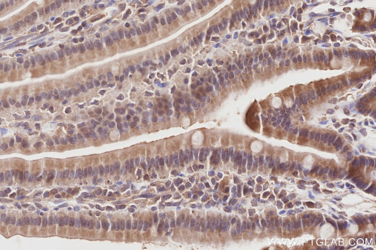 Immunohistochemical analysis of paraffin-embedded mouse small intestine tissue slide using KHC2864 (COPS4 IHC Kit).