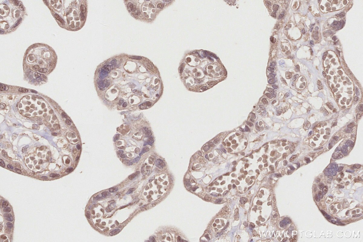 Immunohistochemical analysis of paraffin-embedded human placenta tissue slide using KHC2864 (COPS4 IHC Kit).