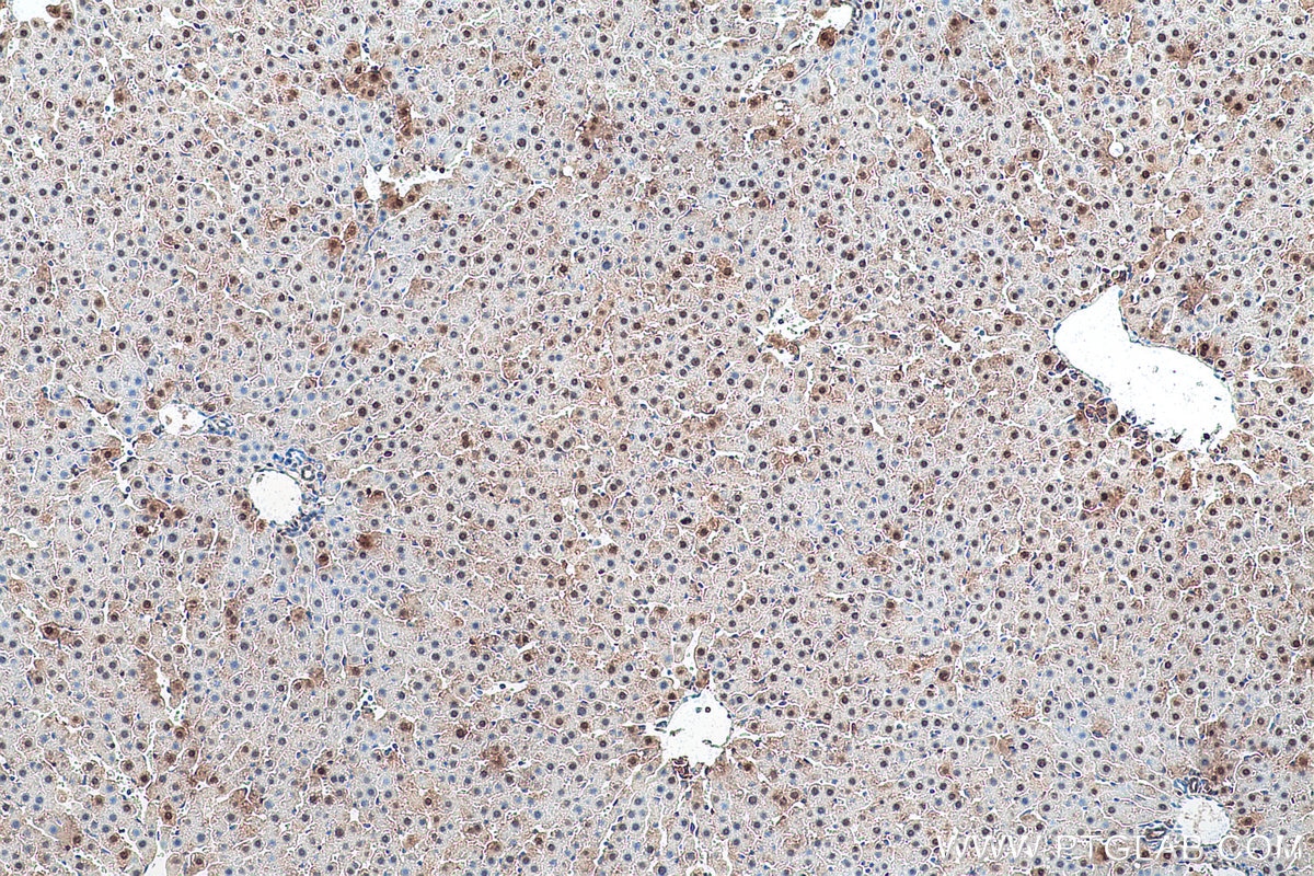 Immunohistochemical analysis of paraffin-embedded rat liver tissue slide using KHC0921 (COPS5/JAB1 IHC Kit).