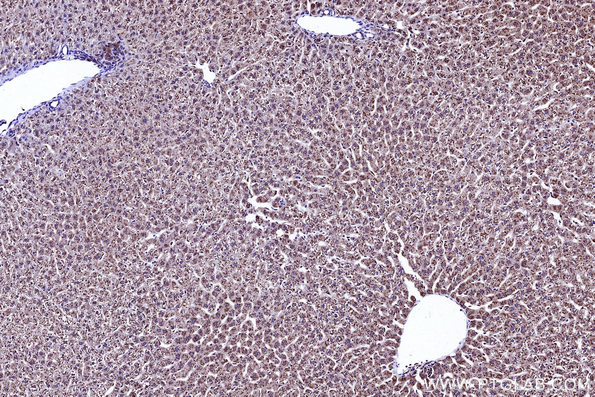 Immunohistochemical analysis of paraffin-embedded rat liver tissue slide using KHC3142 (COX4NB IHC Kit).