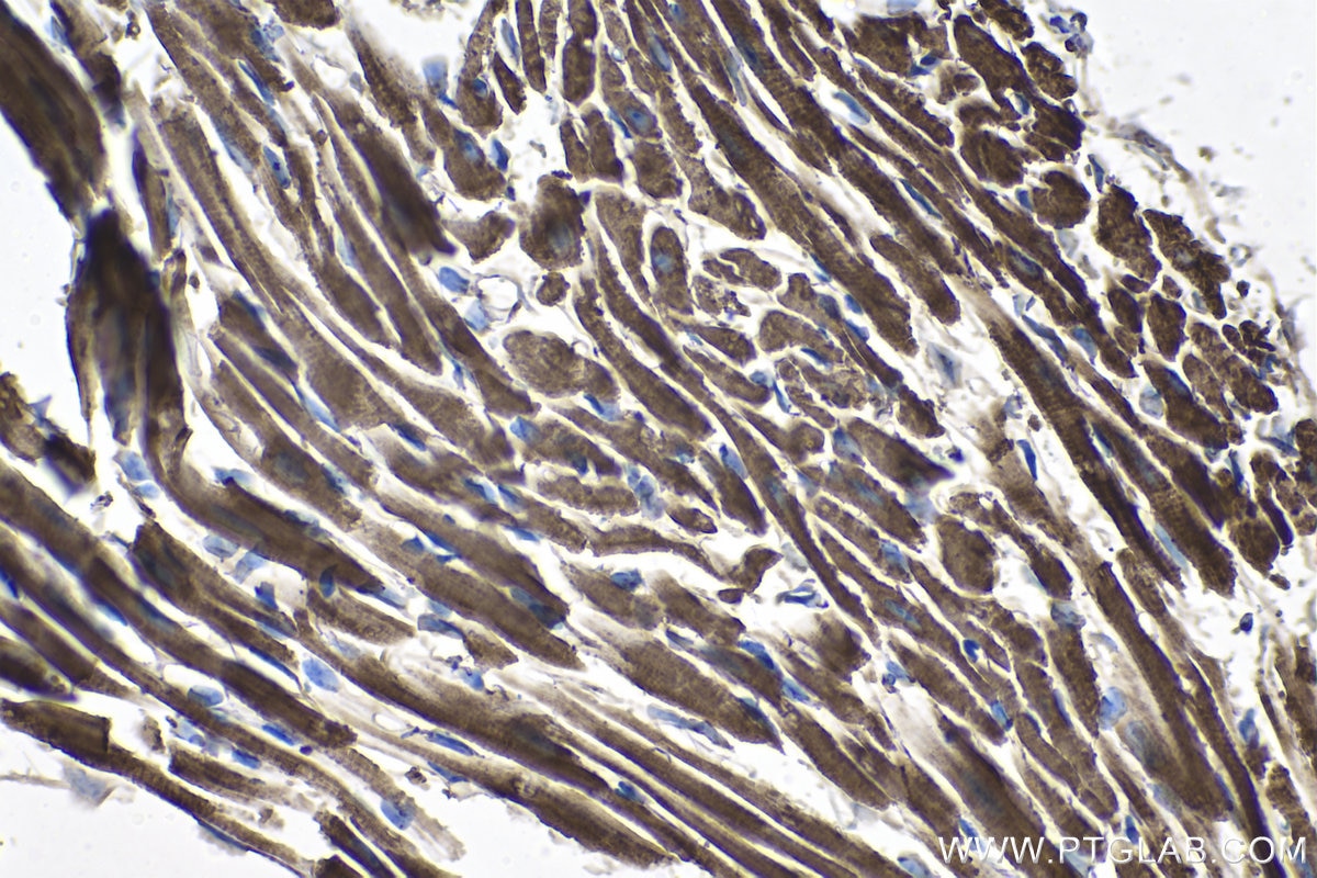 Immunohistochemical analysis of paraffin-embedded mouse heart tissue slide using KHC1025 (COX5A IHC Kit).