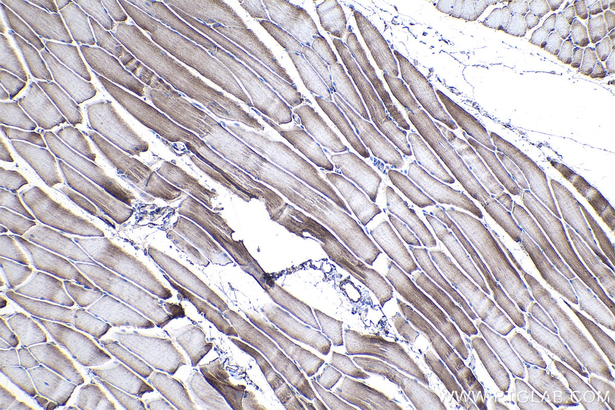 Immunohistochemical analysis of paraffin-embedded mouse skeletal muscle tissue slide using KHC1025 (COX5A IHC Kit).
