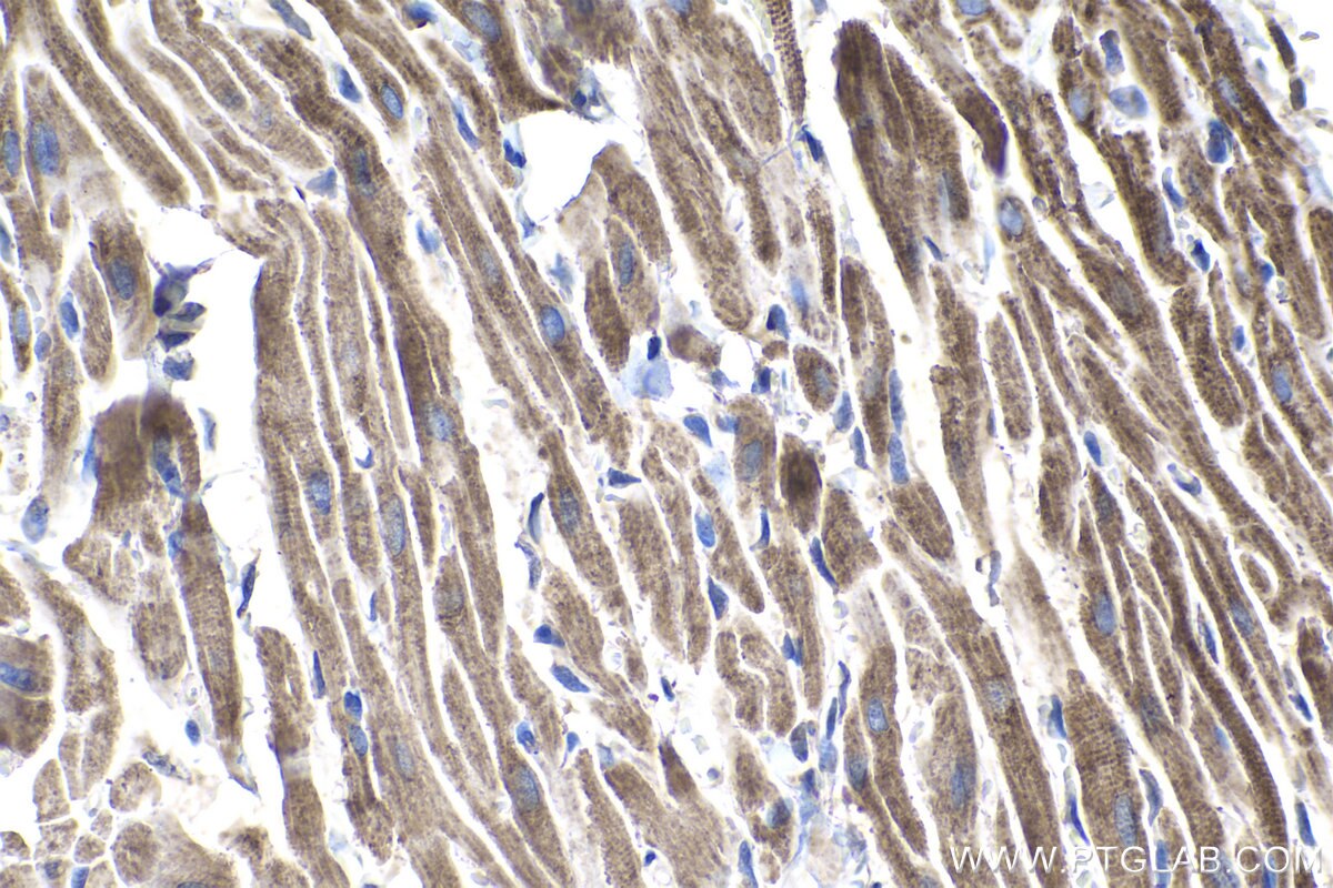 Immunohistochemical analysis of paraffin-embedded rat heart tissue slide using KHC1025 (COX5A IHC Kit).