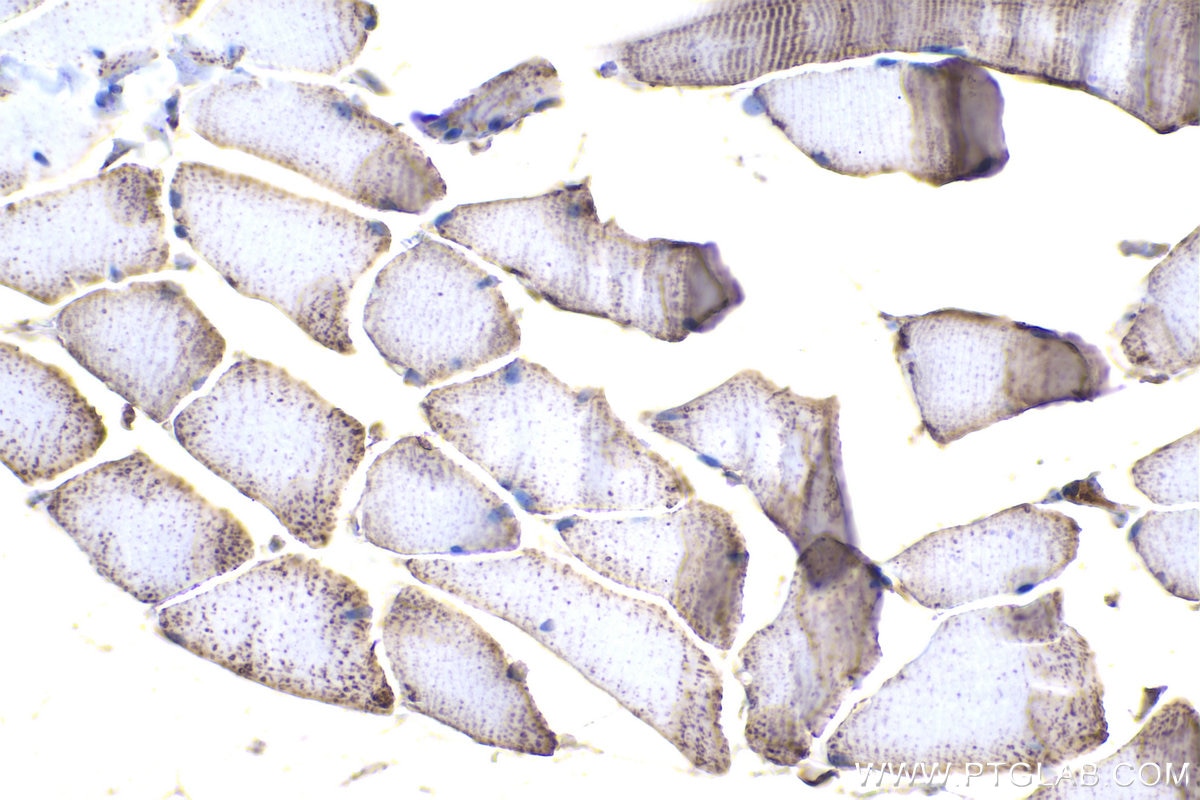 Immunohistochemical analysis of paraffin-embedded rat skeletal muscle tissue slide using KHC1025 (COX5A IHC Kit).