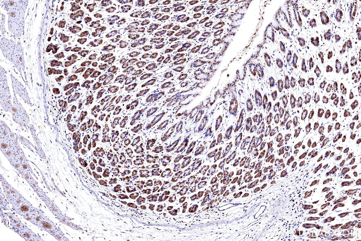 Immunohistochemical analysis of paraffin-embedded rat stomach tissue slide using KHC3176 (COX5B IHC Kit). Immunohistochemical analysis of paraffin-embedded rat stomach tissue slide using KHC3176 (COX5B IHC Kit).