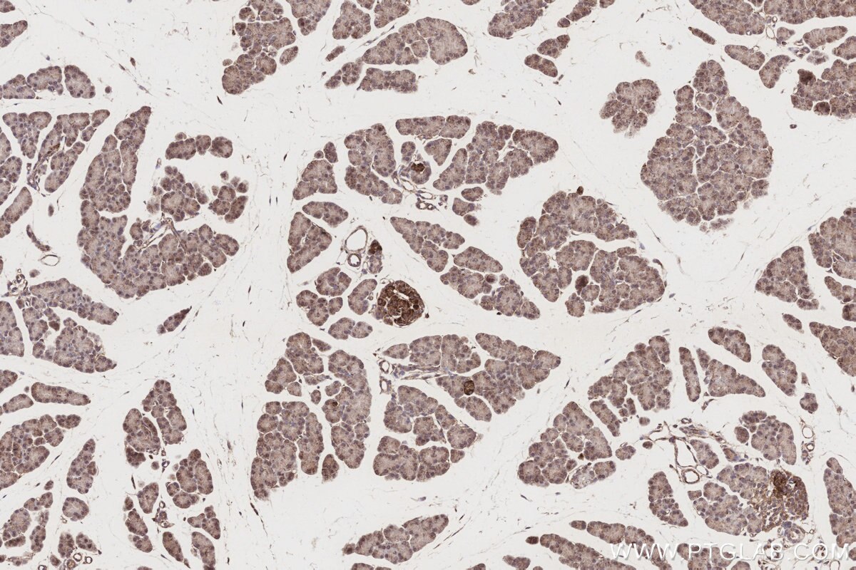 Immunohistochemical analysis of paraffin-embedded rat pancreas tissue slide using KHC3187 (COX7C IHC Kit).