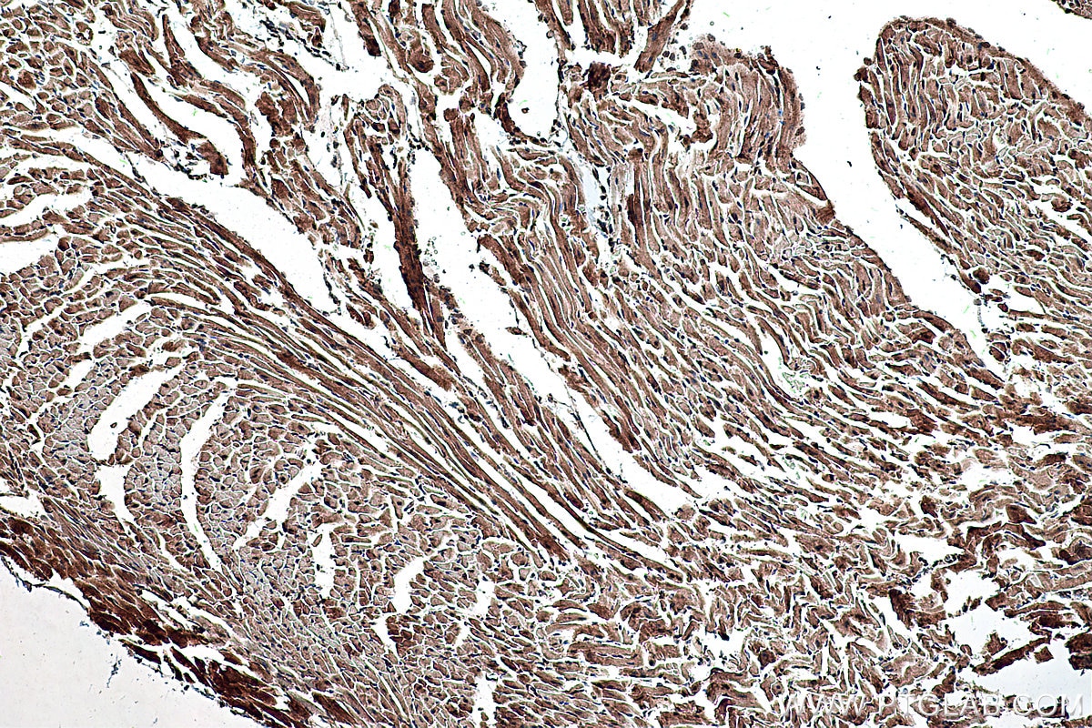 Immunohistochemical analysis of paraffin-embedded mouse heart tissue slide using KHC0305 (COX8A IHC Kit).