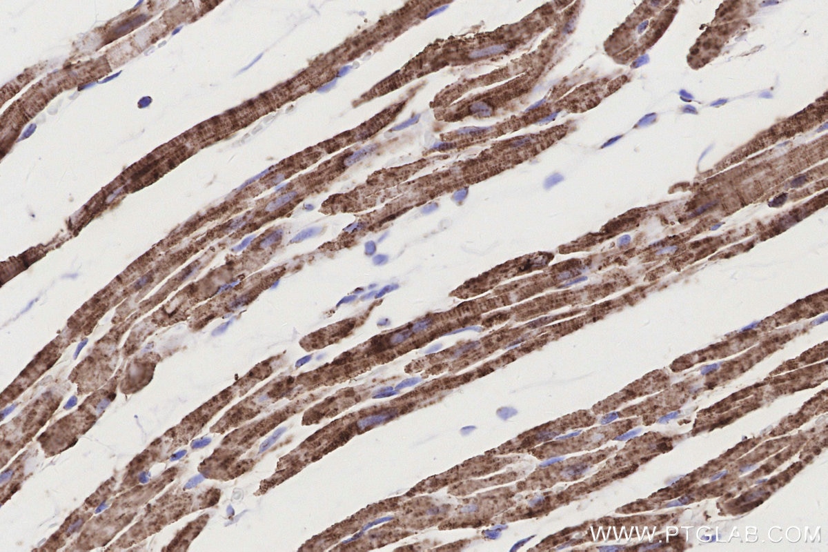 Immunohistochemical analysis of paraffin-embedded rat heart tissue slide using KHC3182 (COXIV IHC Kit).