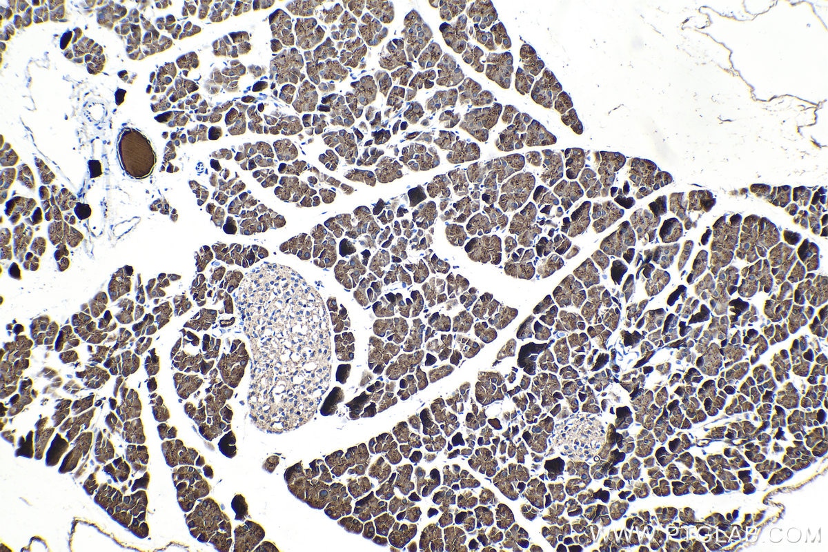 Immunohistochemical analysis of paraffin-embedded mouse pancreas tissue slide using KHC1331 (CPA1 IHC Kit).