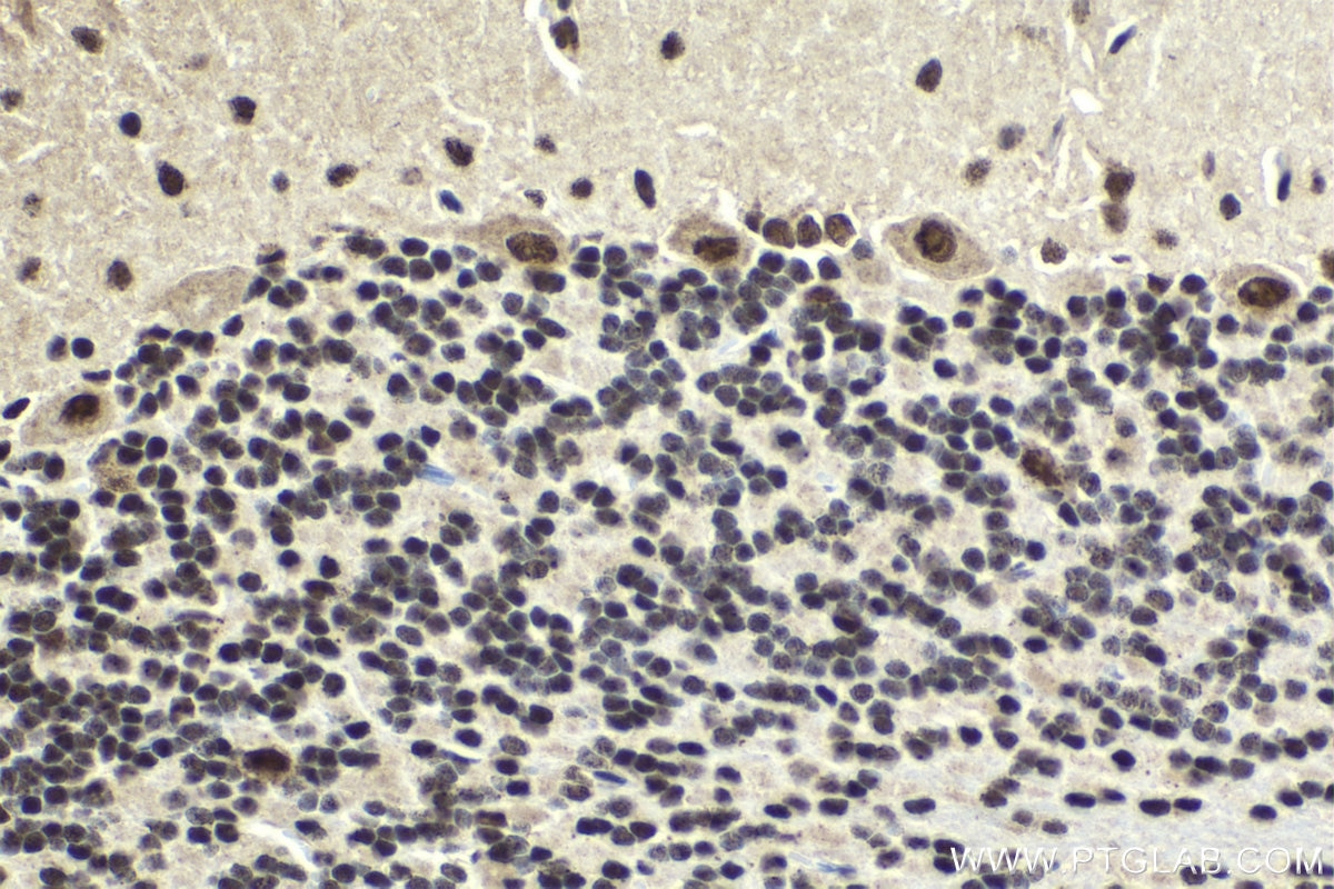 Immunohistochemical analysis of paraffin-embedded rat cerebellum tissue slide using KHC1991 (CPSF3 IHC Kit).