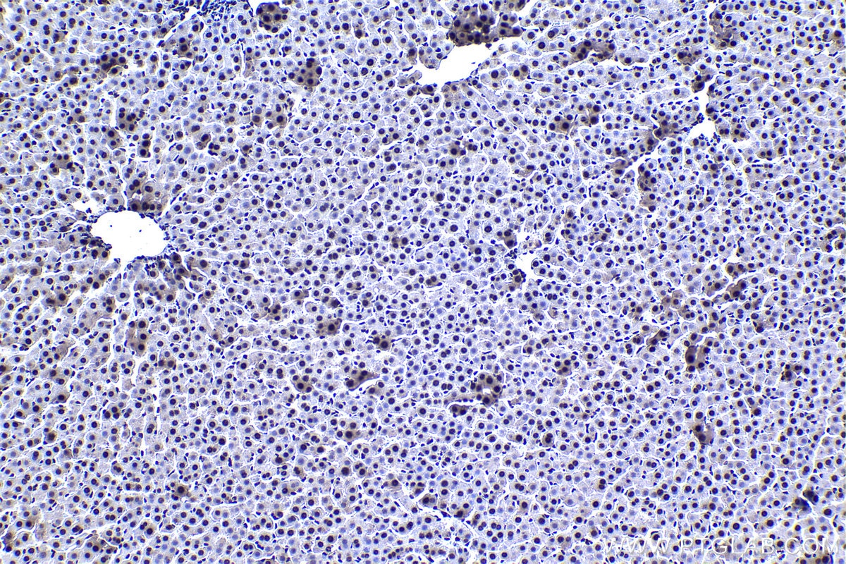 Immunohistochemical analysis of paraffin-embedded rat liver tissue slide using KHC1388 (CPSF6 IHC Kit).
