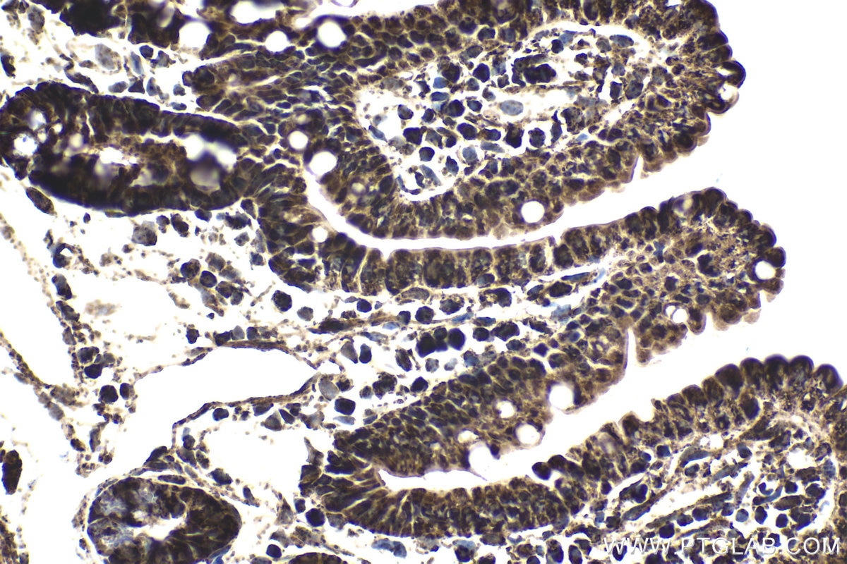 Immunohistochemical analysis of paraffin-embedded mouse small intestine tissue slide using KHC1833 (CPSF7 IHC Kit).