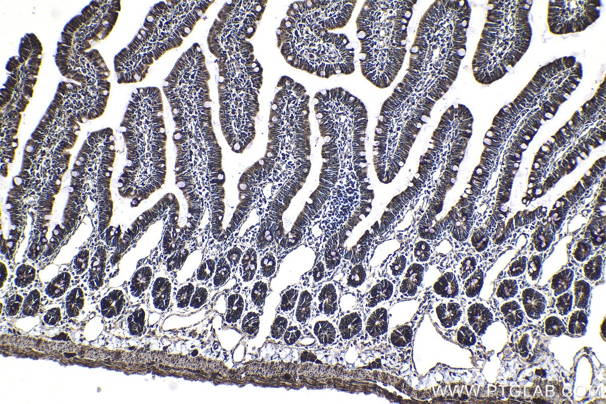 Immunohistochemical analysis of paraffin-embedded rat small intestine tissue slide using KHC1833 (CPSF7 IHC Kit).