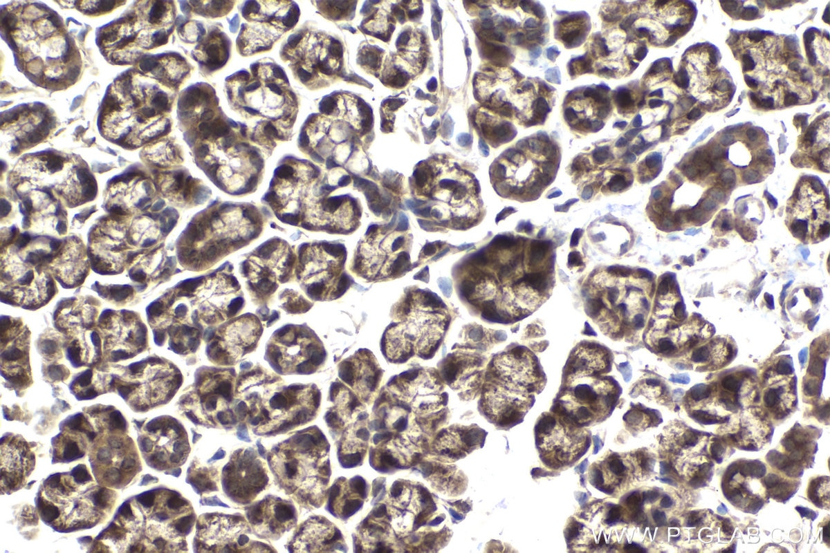 Immunohistochemical analysis of paraffin-embedded mouse salivary gland tissue slide using KHC1868 (CREB3L1 IHC Kit).