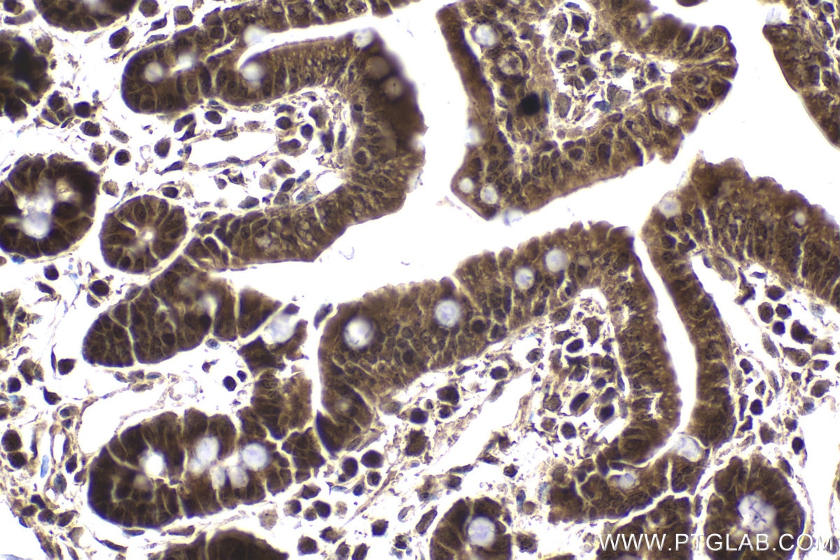 Immunohistochemical analysis of paraffin-embedded mouse small intestine tissue slide using KHC1868 (CREB3L1 IHC Kit).