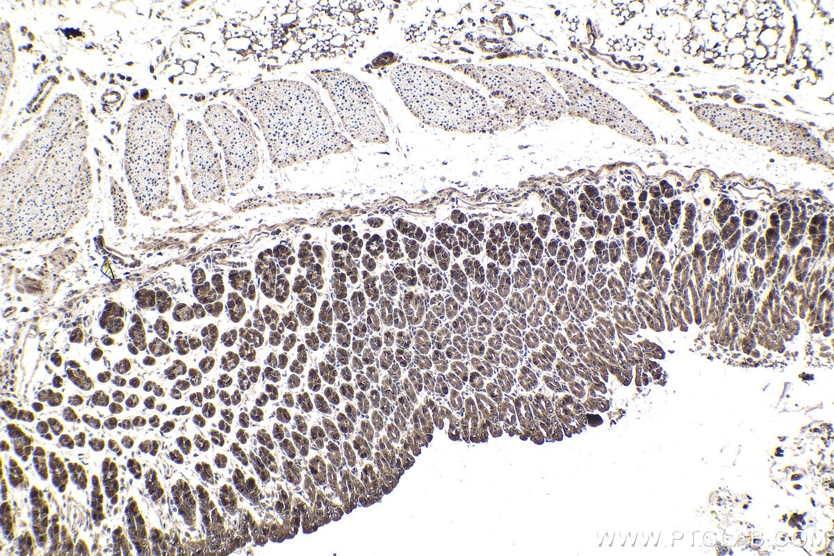 Immunohistochemical analysis of paraffin-embedded mouse stomach tissue slide using KHC1795 (CREB3L2 IHC Kit).