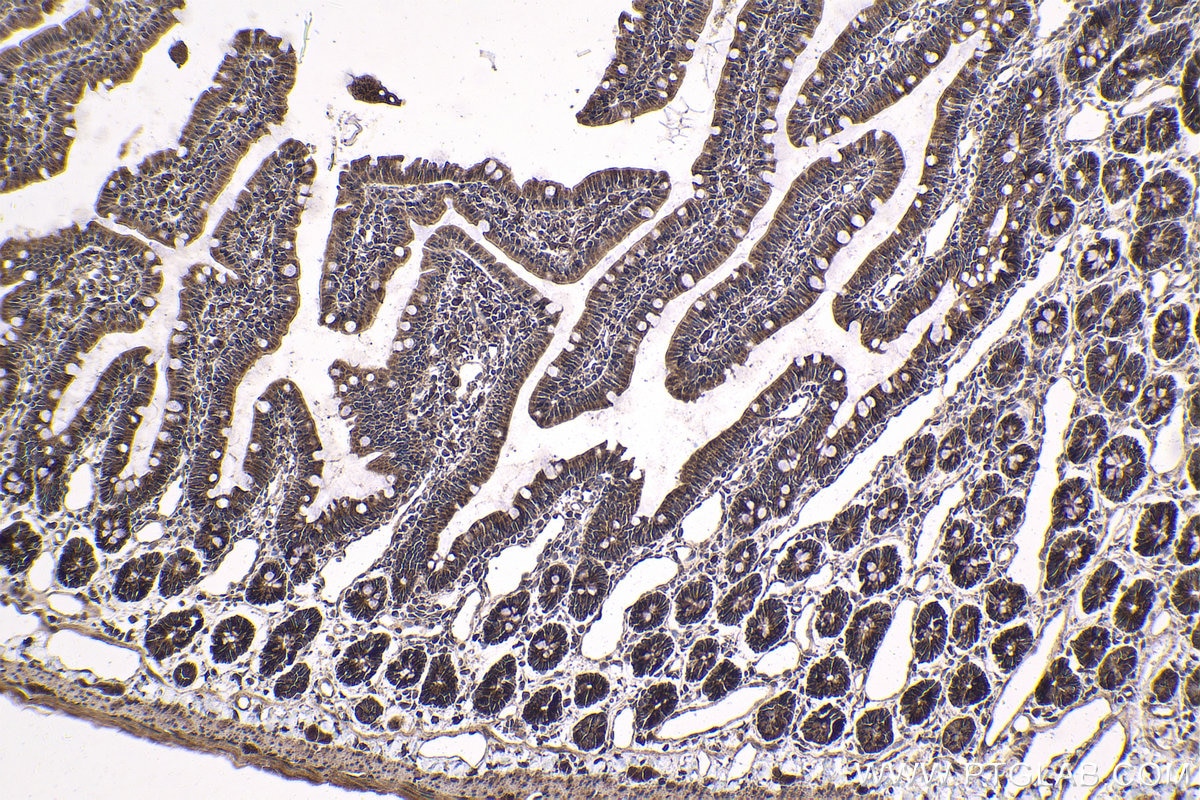 Immunohistochemical analysis of paraffin-embedded rat small intestine tissue slide using KHC1842 (CREB3L4 IHC Kit).
