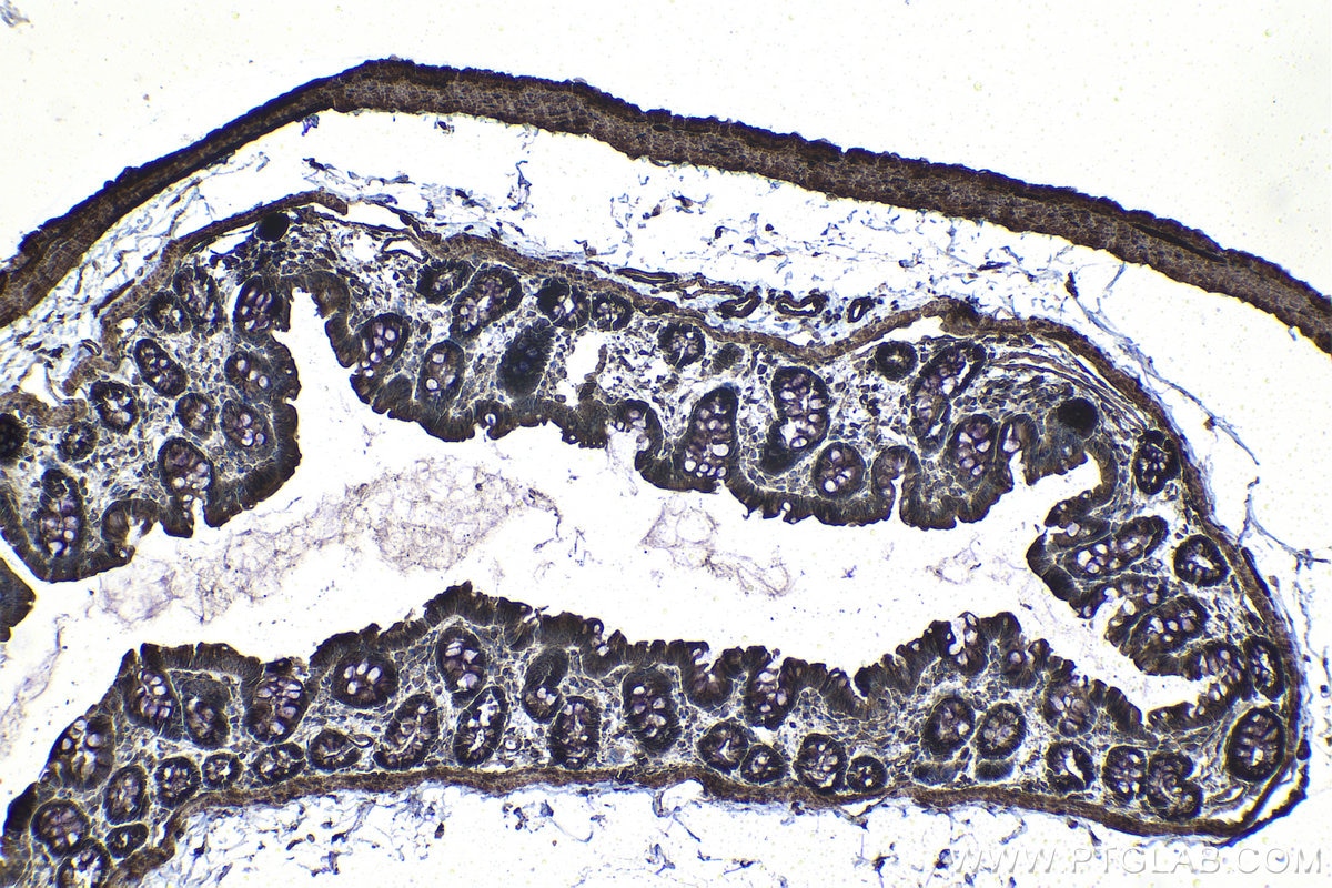 Immunohistochemical analysis of paraffin-embedded rat colon tissue slide using KHC1111 (CRISP3 IHC Kit).