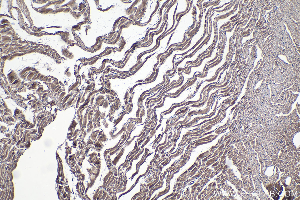 Immunohistochemical analysis of paraffin-embedded mouse heart tissue slide using KHC1360 (CRLS1 IHC Kit).