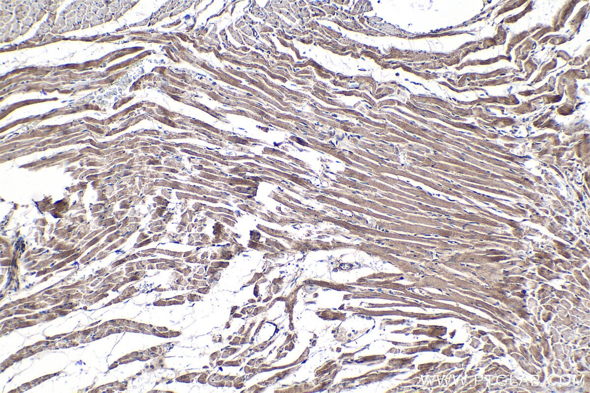 Immunohistochemical analysis of paraffin-embedded rat heart tissue slide using KHC1360 (CRLS1 IHC Kit).
