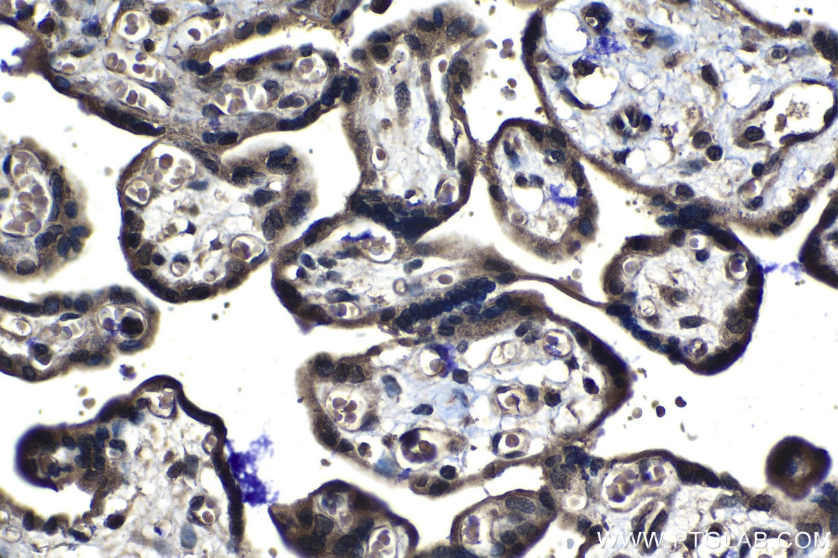 Immunohistochemical analysis of paraffin-embedded human placenta tissue slide using KHC1213 (CRM1 IHC Kit).