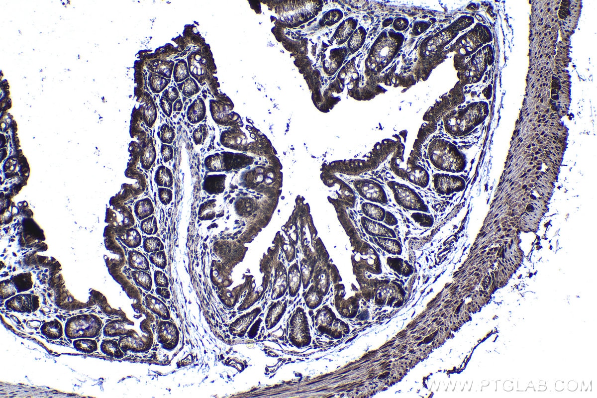 Immunohistochemical analysis of paraffin-embedded mouse colon tissue slide using KHC1213 (CRM1 IHC Kit).