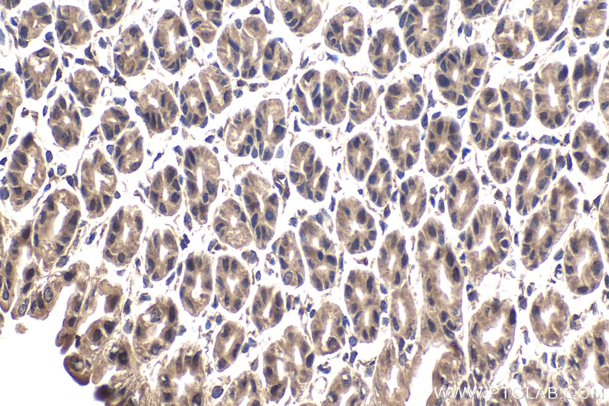 Immunohistochemical analysis of paraffin-embedded mouse stomach tissue slide using KHC1792 (CRTC3 IHC Kit).