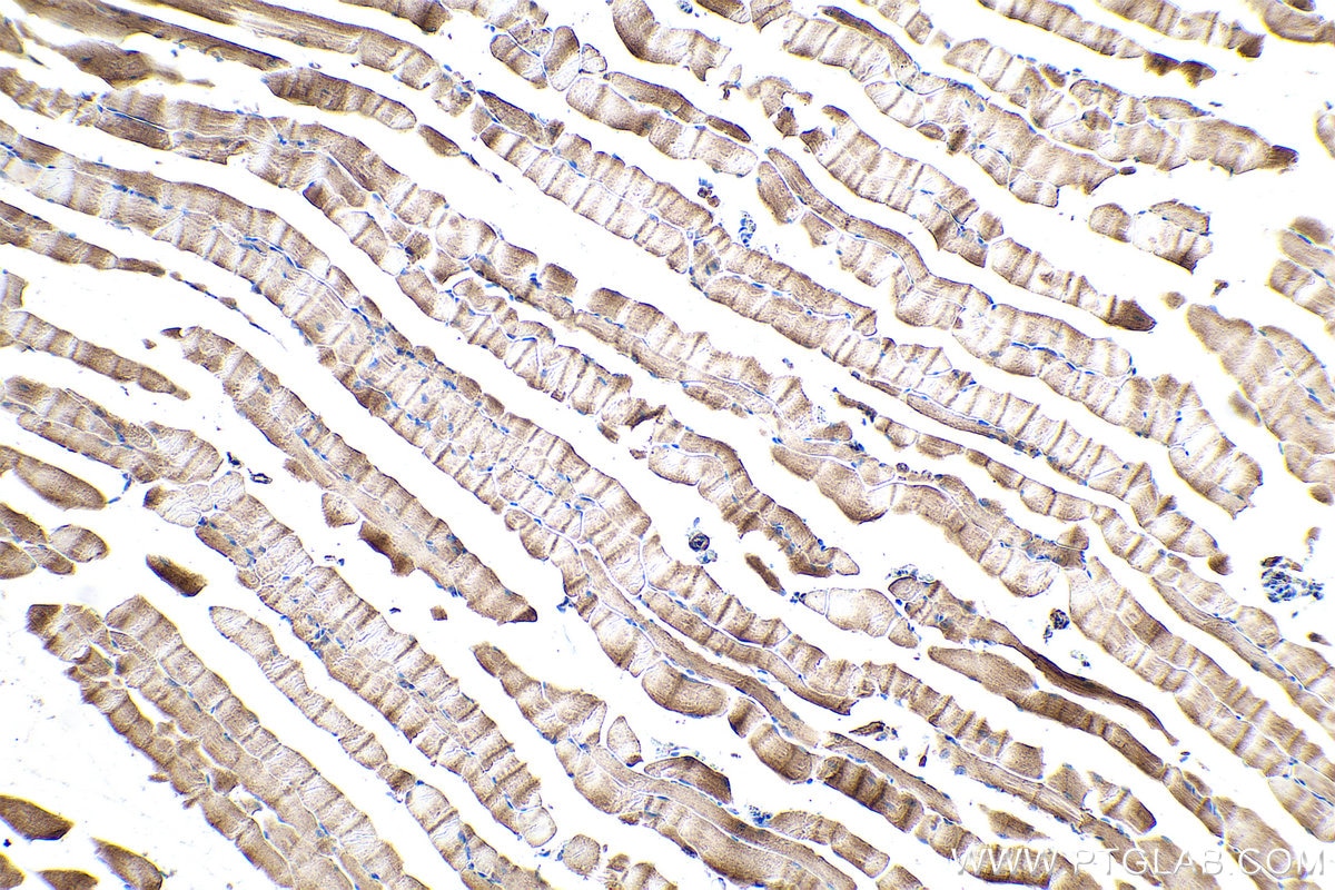 Immunohistochemical analysis of paraffin-embedded mouse skeletal muscle tissue slide using KHC0877 (CS IHC Kit).