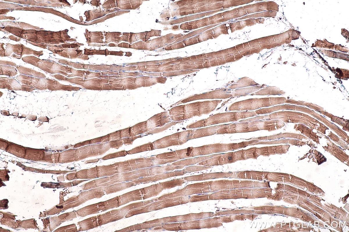 Immunohistochemical analysis of paraffin-embedded rat skeletal muscle tissue slide using KHC0902 (CSDE1 IHC Kit).