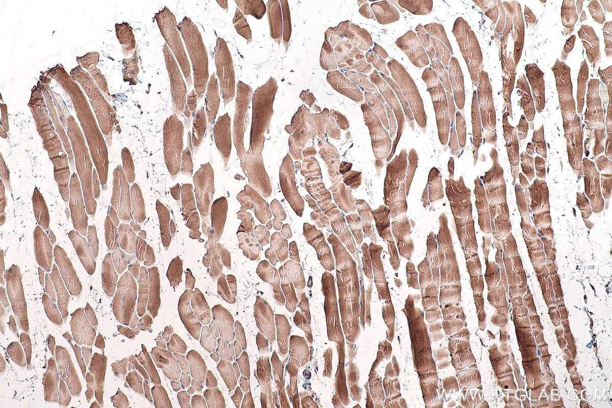 Immunohistochemical analysis of paraffin-embedded mouse skeletal muscle tissue slide using KHC0902 (CSDE1 IHC Kit).