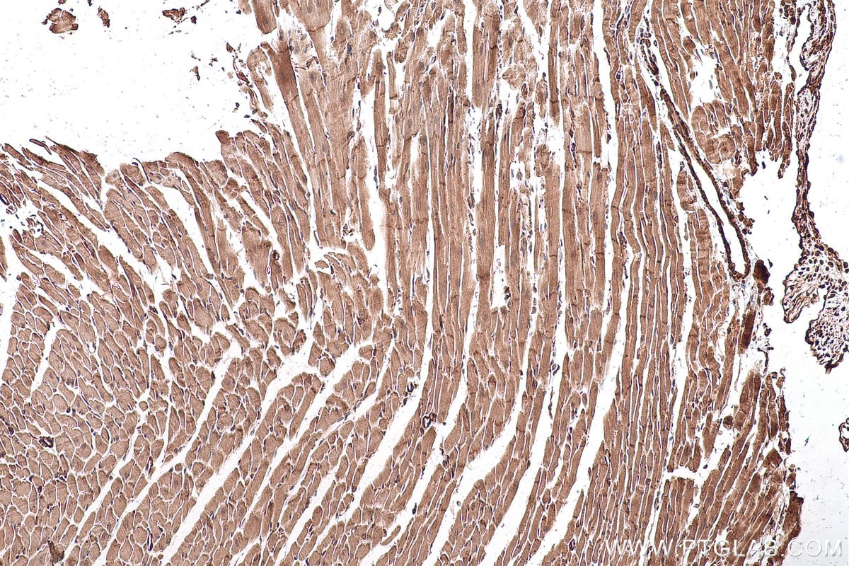 Immunohistochemical analysis of paraffin-embedded mouse heart tissue slide using KHC0902 (CSDE1 IHC Kit).