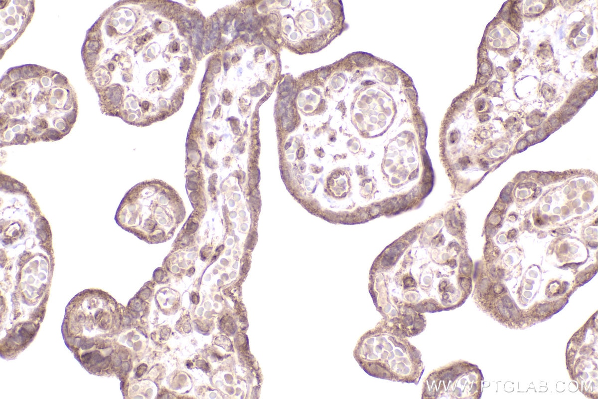 Immunohistochemical analysis of paraffin-embedded human placenta tissue slide using KHC2524 (CSPP1 IHC Kit).