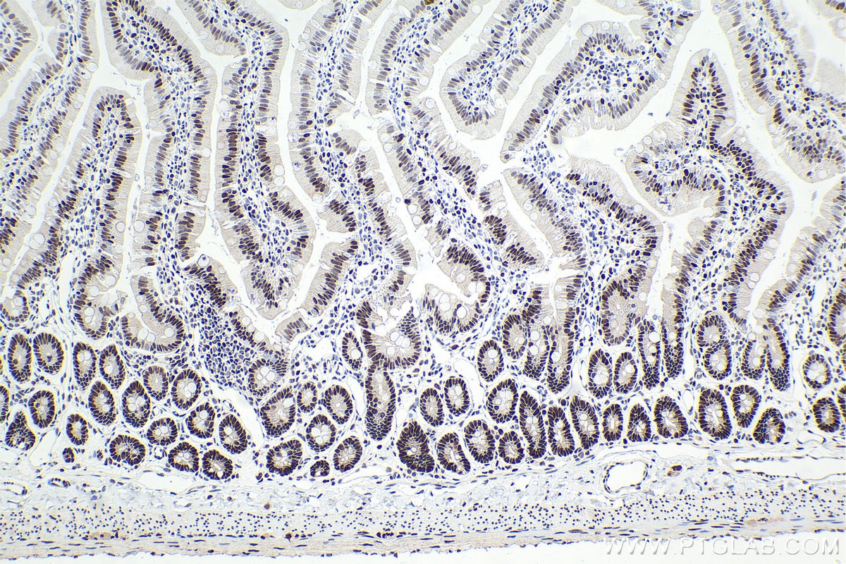 Immunohistochemical analysis of paraffin-embedded rat small intestine tissue slide using KHC1580 (CSTF2 IHC Kit).