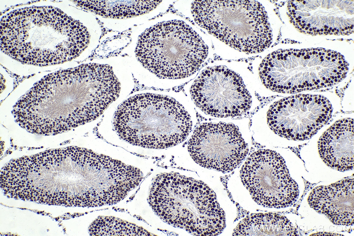 Immunohistochemical analysis of paraffin-embedded rat testis tissue slide using KHC1698 (CSTF3 IHC Kit).