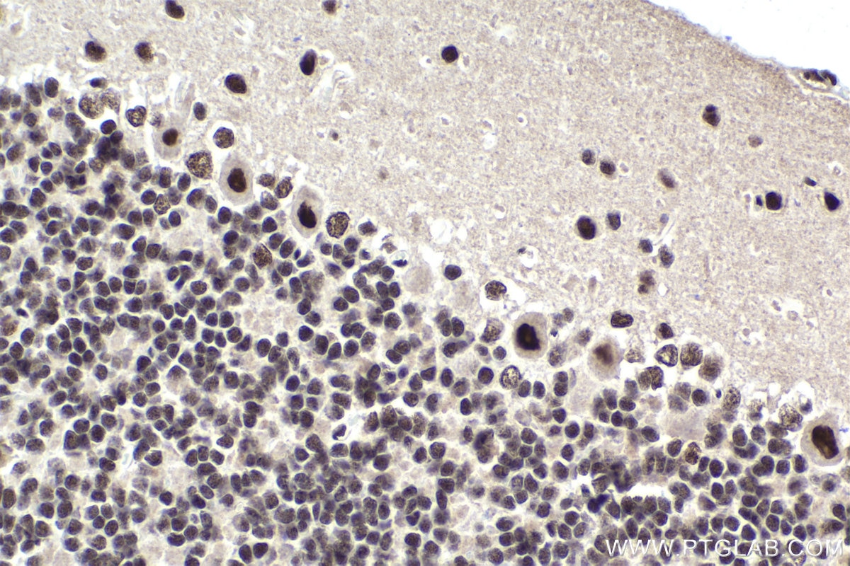 Immunohistochemical analysis of paraffin-embedded rat cerebellum tissue slide using KHC1698 (CSTF3 IHC Kit).