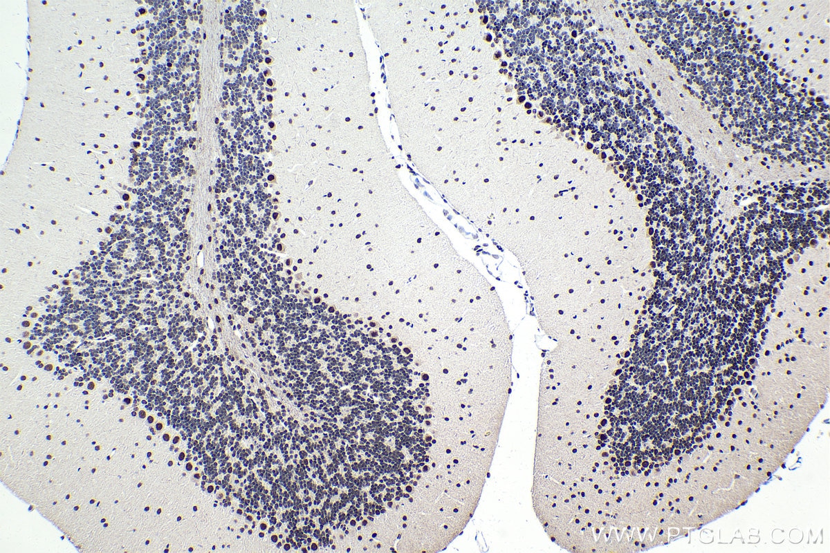 Immunohistochemical analysis of paraffin-embedded mouse cerebellum tissue slide using KHC1698 (CSTF3 IHC Kit).