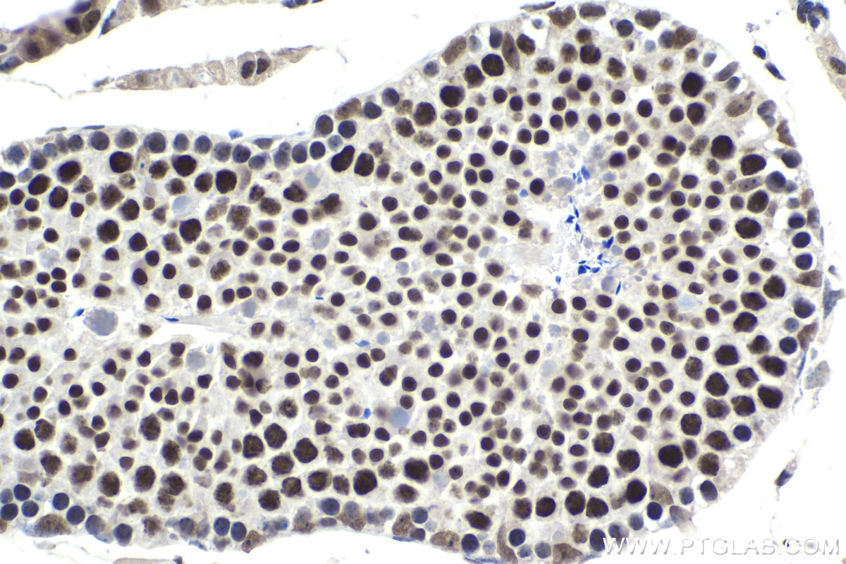 Immunohistochemical analysis of paraffin-embedded mouse testis tissue slide using KHC1698 (CSTF3 IHC Kit).