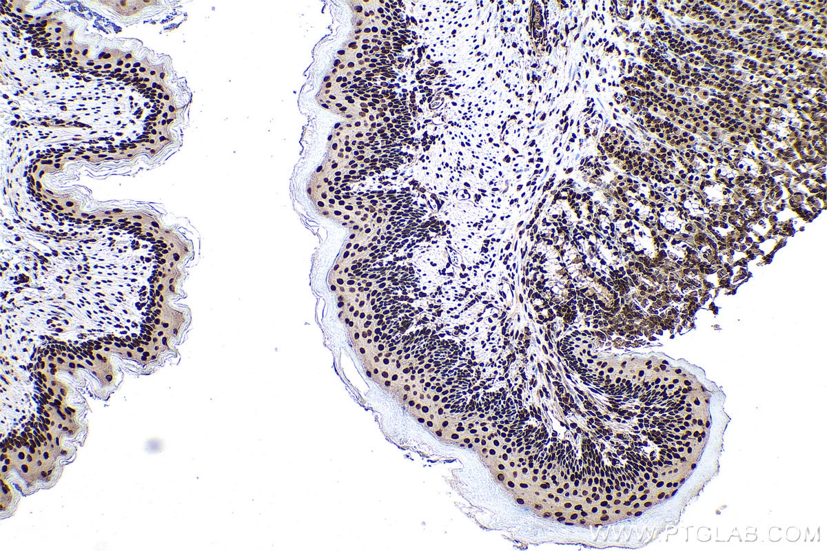 Immunohistochemical analysis of paraffin-embedded rat stomach tissue slide using KHC0945 (CTBP1 IHC Kit).