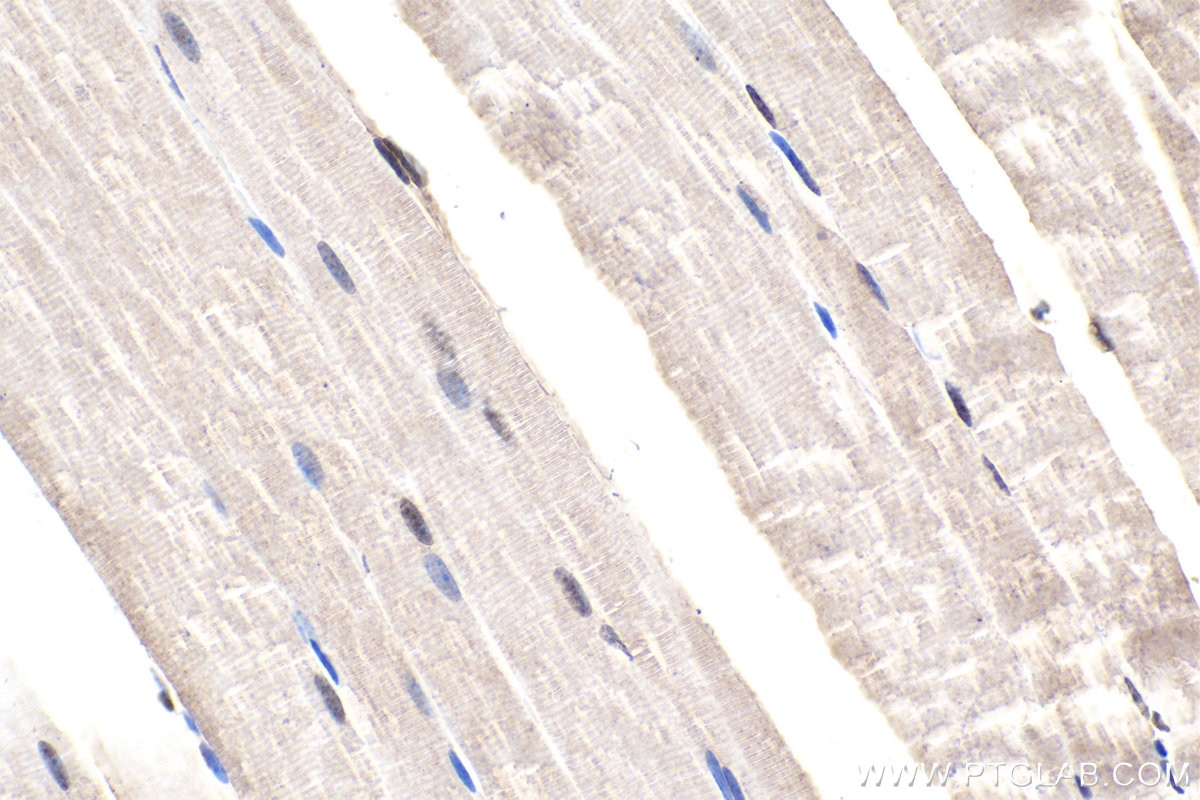 Immunohistochemical analysis of paraffin-embedded mouse skeletal muscle tissue slide using KHC1633 (CTBP2 IHC Kit).
