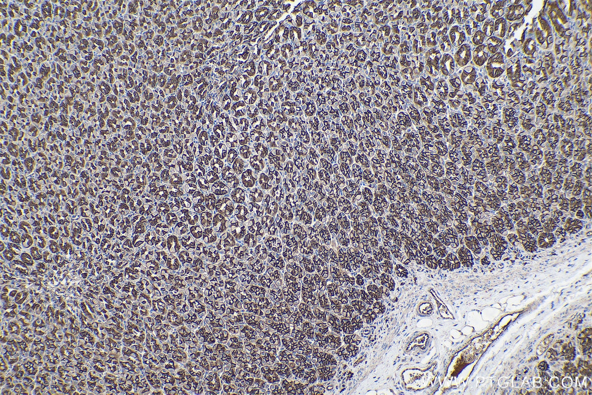 Immunohistochemical analysis of paraffin-embedded rat stomach tissue slide using KHC0260 (CTNNA1 IHC Kit).