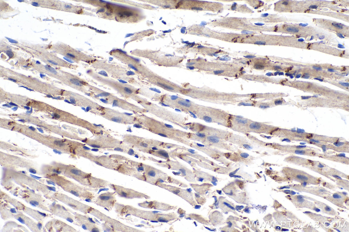 Immunohistochemical analysis of paraffin-embedded mouse heart tissue slide using KHC0262 (CTNNA3 IHC Kit).