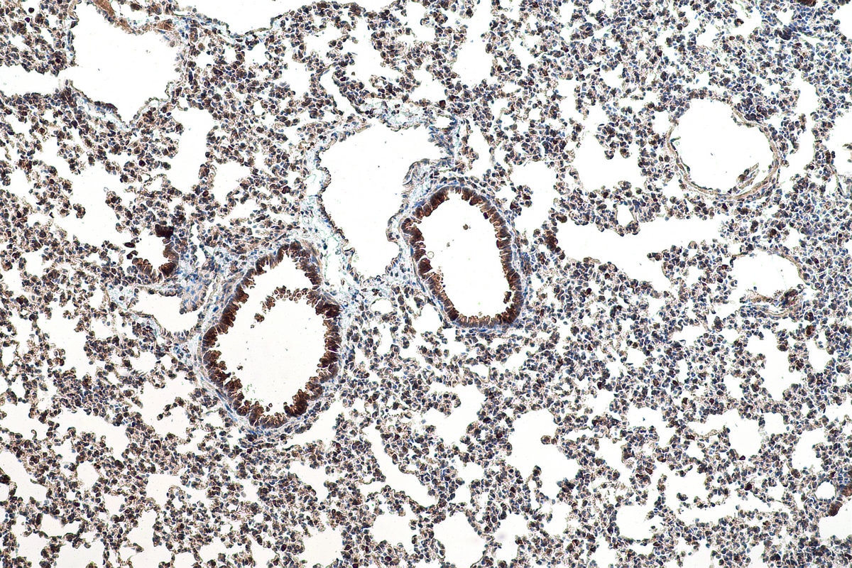 Immunohistochemical analysis of paraffin-embedded mouse lung tissue slide using KHC0990 (CTSZ IHC Kit).