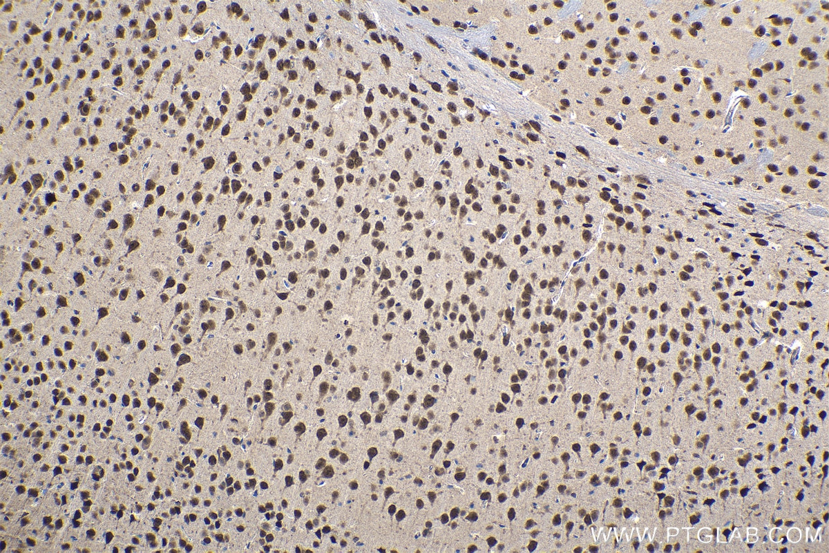 Immunohistochemical analysis of paraffin-embedded mouse brain tissue slide using KHC1121 (CUGBP2 IHC Kit).