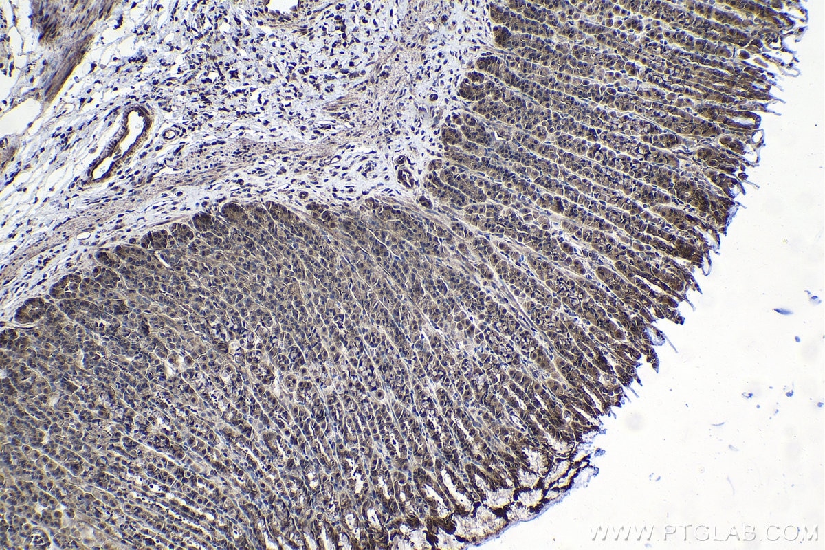 Immunohistochemical analysis of paraffin-embedded rat stomach tissue slide using KHC1035 (CUL1 IHC Kit).